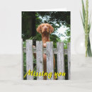 Search for vizslas cards Cute