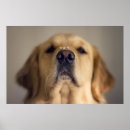 Search for dog nose art Pet