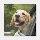Search for dog car magnets Animal