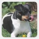 Search for jack russell terrier puppy stickers Puppies