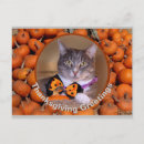 Search for thanksgiving cat postcards Pumpkin