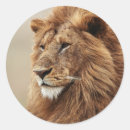 Search for male lion stickers Close up