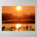 Search for swan posters Landscape