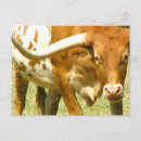 Search for west texas postcards Western
