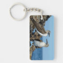 Search for galapagos islands key rings Ecuador