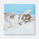 Search for huskies magnets Siberian husky