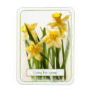 Search for daffodills magnets Floral photography