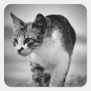 Search for house pets stickers Kitty