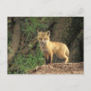 Search for pup postcards Wildlife