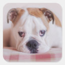 Search for spain pictures stickers Puppy
