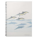 Search for common dolphin Swimming