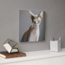 Search for sphinx clocks Cat