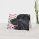 Search for newfoundland dog postcards Canine