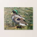 Search for wild duck photography Animal