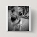 Search for ear square badges Puppy