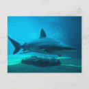 Search for durban postcards Colour image