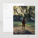 Search for backlit postcards Bob langrish