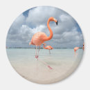 Search for bird round magnets Ocean