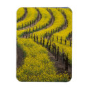 Search for napa magnets Usa