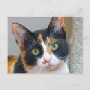 Search for bandit postcards Cat