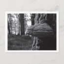 Search for fungus postcards Forest