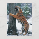 Search for tiger roaring postcards Vertical
