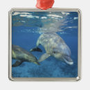 Search for bottlenosed dolphin christmas tree decorations Cozumel