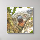 Search for koala canvas prints Wildlife