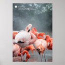 Search for smithsonian posters Bird