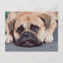 Search for lay postcards Puppy