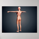 Search for human representation posters Physiology
