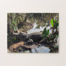 Search for alligator puzzles Animal