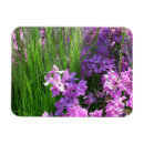 Search for phlox magnets Garden