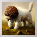 Search for lagotto romagnolo Portrait
