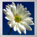 Search for daisy square posters Floral