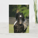 Search for gypsy vanner horse cards Headshot