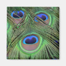 Search for peacock feathers photography Blue