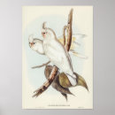 Search for blooded posters Animal