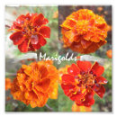 Search for marigold posters Red
