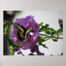 Search for anise posters Butterfly