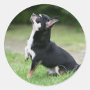 Search for short hair stickers Canine photographer