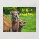 Search for funny animal postcards Silly