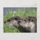 Search for otter pictures postcards Wildlife