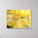 Search for alstroemeria art Photograph