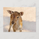 Search for deer baby postcards Wildlife