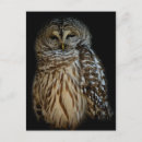 Search for strix postcards Bird