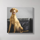 Search for studios pet supplies Looking at camera