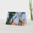 Search for funny hang in there cards Animals