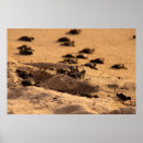 Search for puerto vallarta posters Beach