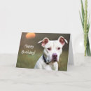 Search for pitbull birthday cards Animals